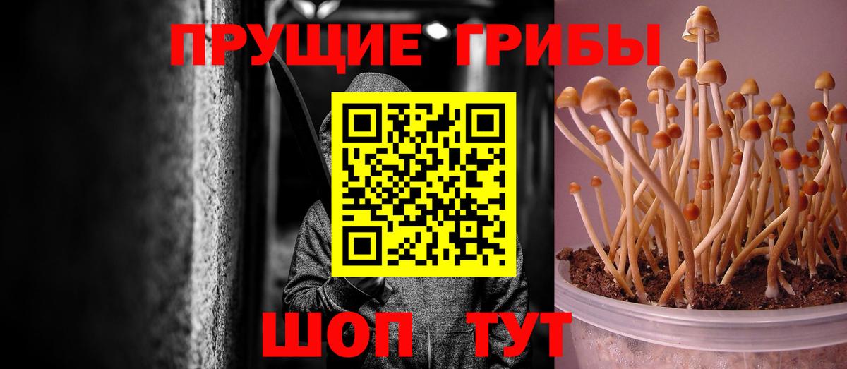 Тимашёвск  Псилоцибиновые грибы Cubensis  купить наркотик  Галлюциногенные грибы MAGIC MUSHROOMS  Вход с VPN 